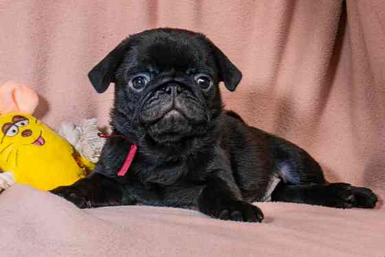 Цуценята Мопса для дому, виставок та розведення! Ціни різні Київ