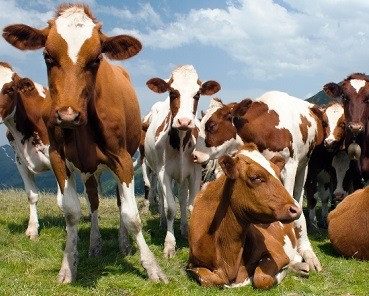 Заготівля ВРХ, корови, телята, бички, коні, лошата Ровно - изображение 1