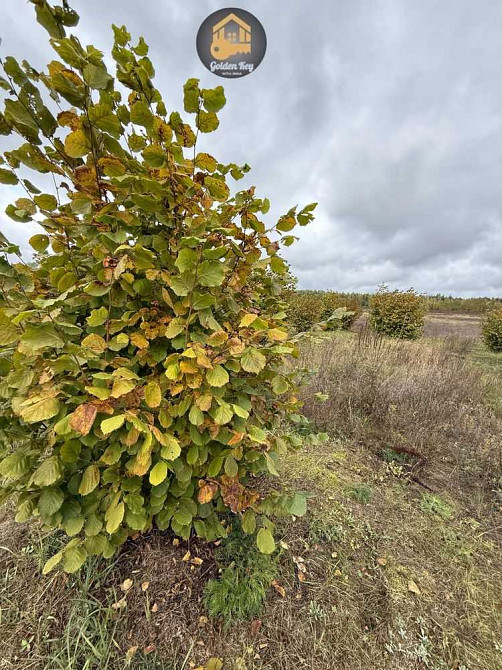 продажа земля сельскохозяйственного назначения Вышгородский, Ровы, 28000 $  - зображення 10