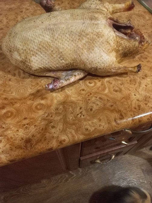 Продам тушки утей породи Мулард Кролевець - зображення 6