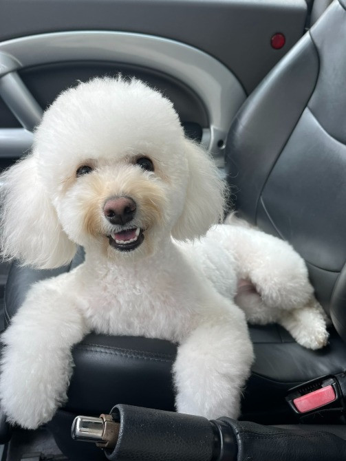 Мальтипу Девочка карамель бебифейс Веселая игривая смышленая, красивая Киев - изображение 4