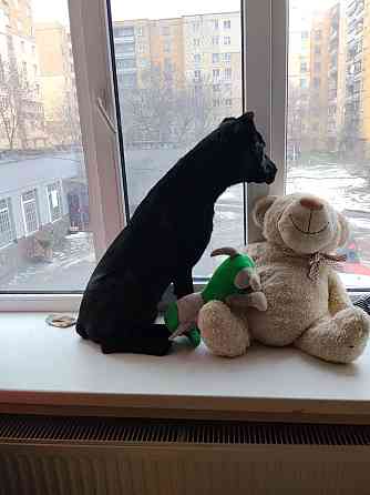 Продам собаку породи кане-корсо дівчинка 7 місяців Ужгород