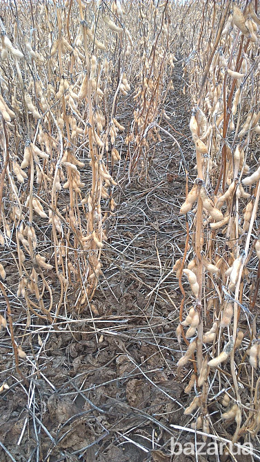 семена сои под Раундап Кропивницький - зображення 2