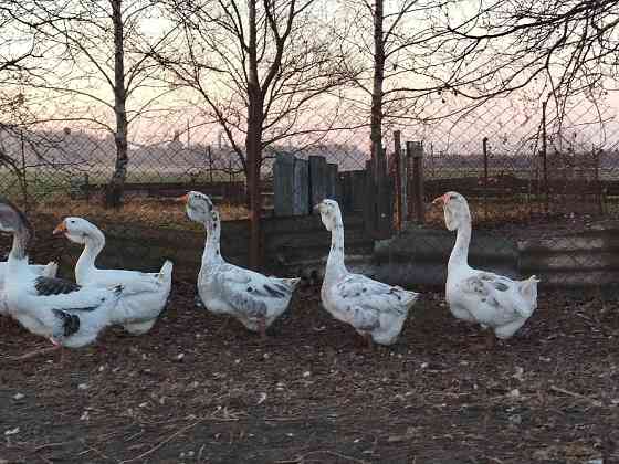 Продам молодняк гусей породи Холмогори Нововолинськ