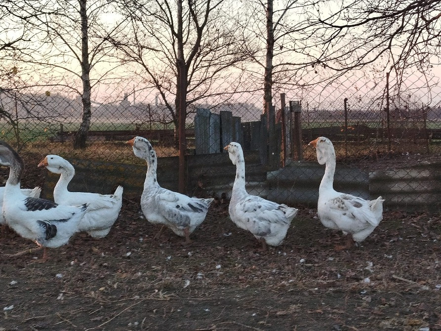 Продам молодняк гусей породи Холмогори Нововолинськ - зображення 4