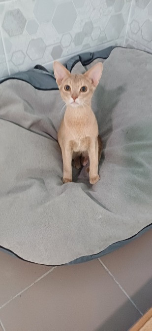 Готель ПЕС для собак та котів в Києві Киев - изображение 7