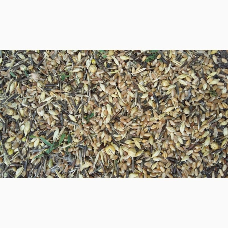 Закуповуємо зернові відходи, некондицію. Працюємо з посередниками. Харьков - изображение 1