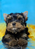 Щенки йоркширского терьера от великолепных родителей !!! Одеса