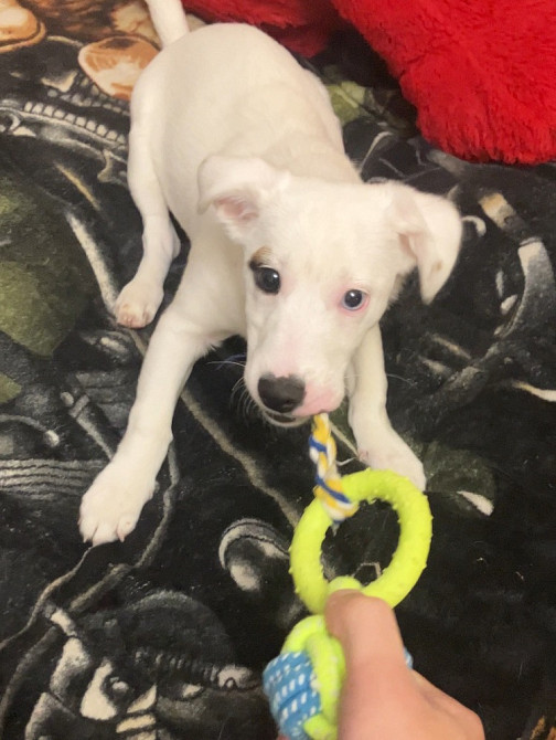 Щенок Джек Рассел Терьер Київ - зображення 5