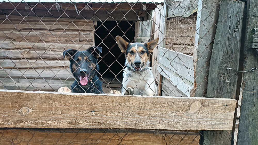 Джек и Лизи ищут семью! Київ - зображення 2