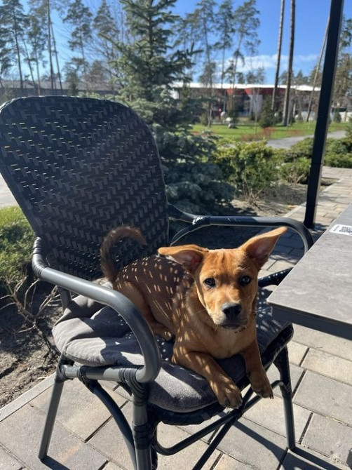 Віддамо песика Роккі в добрі руки Буча - изображение 1