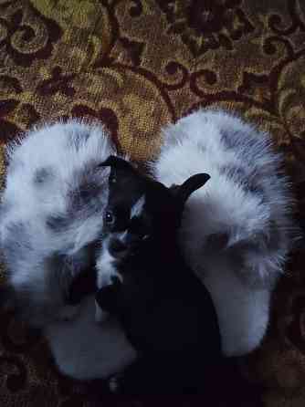 Продам хлопчика чихуахуа Ровно