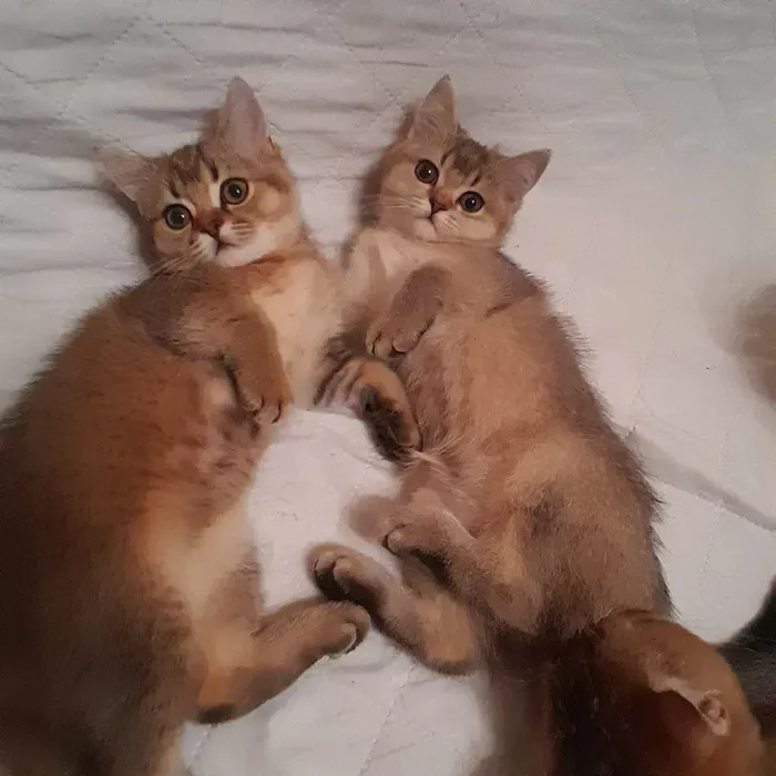 Вінниця.Продаються.Скоттиш-страйти: плюшеві ведмежата з ангельським характером Винница - изображение 2