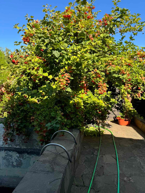 Продам уютную дачу на р. Днепр пос.Диброва. Дніпро - зображення 10