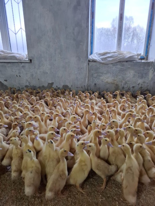 Продаються трьохтижневі утята породи "Мулард" Кролевец - изображение 1