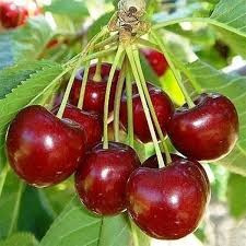 Продам саджанці черешень Сквира - изображение 8