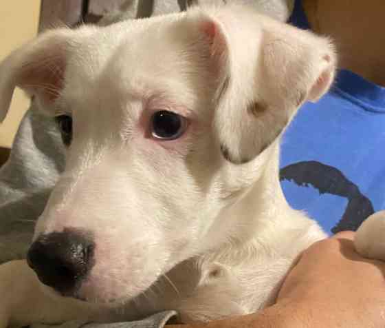 Щенок Джек Рассел Терьер Киев