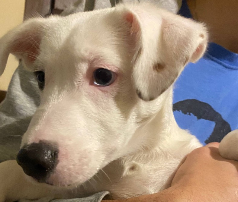 Щенок Джек Рассел Терьер Київ - зображення 1