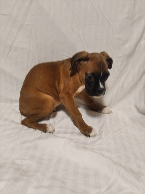 Цуценята боксера 20.10.2025 Киев - изображение 3