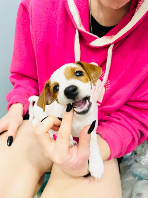 Щеночек Джек Рассел терьер Київ - зображення 5