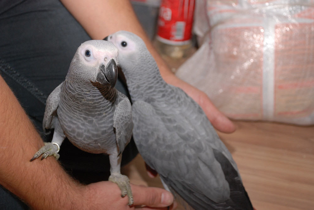 Жако алохвостий - говіркий папуга Киев - изображение 4