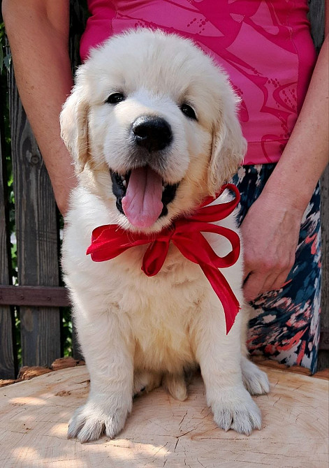 Цуценята золотистого ретривера Київ - зображення 4