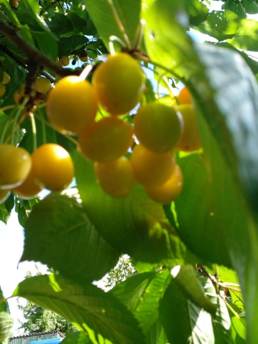 Продається дачний будинок, Білоцерківський р-он Біла Церква - зображення 12