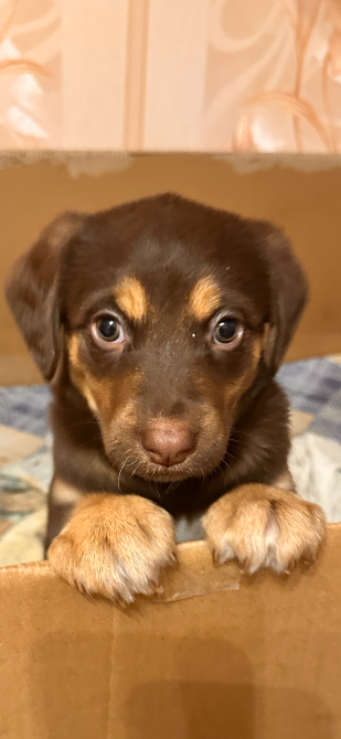 Віддам у добрі руки цуценят Білогородка - зображення 2