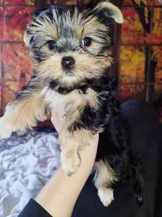 Продам цуценят йорків Павлоград