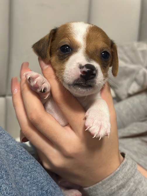 Продаю собак ДЖЕК РАССЕЛІВ Каменка-Бугская - изображение 1