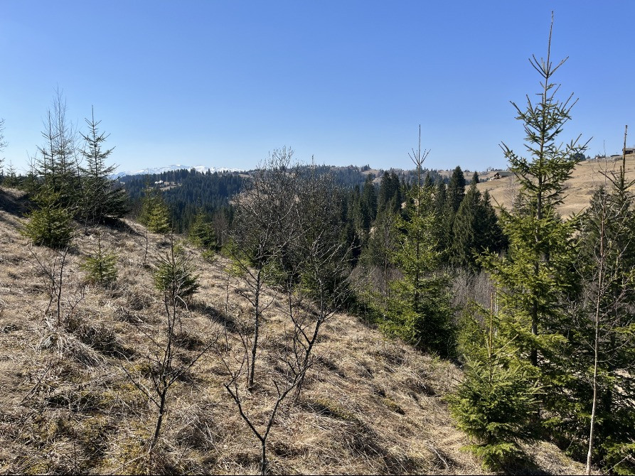 Земельна ділянка в Яблуниці 0.25 га Яремче - зображення 5