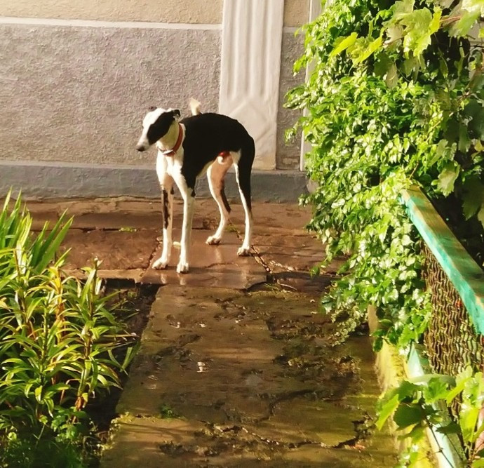 Продам хортів Городенка - зображення 4