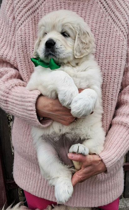 Щенки золотистого ретривера Київ - зображення 2