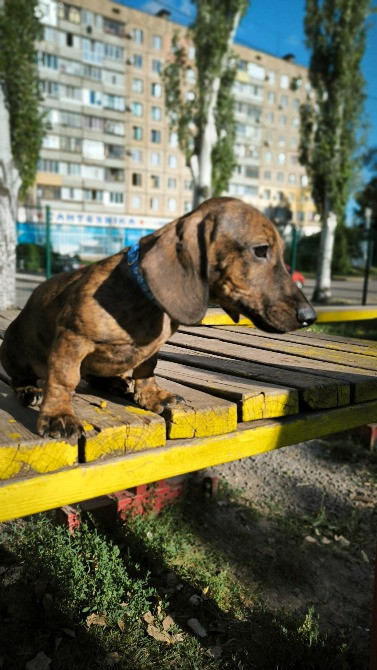Цуценята такси шукають своїх людей! У пошуках люблячих та відповідальних родин наші маленькі таксята Кривий Ріг - зображення 4