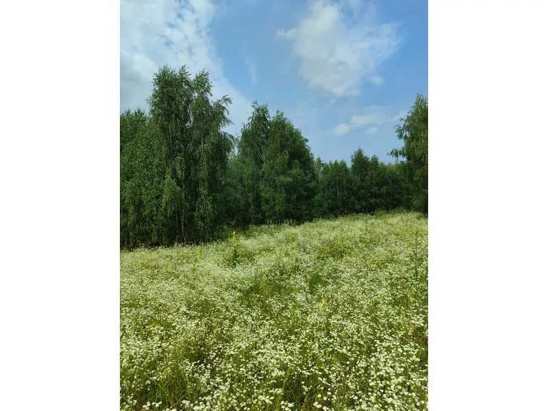 продажа земля сельскохозяйственного назначения Бородянский, Лубянка, 9370015 грн.  - зображення 10