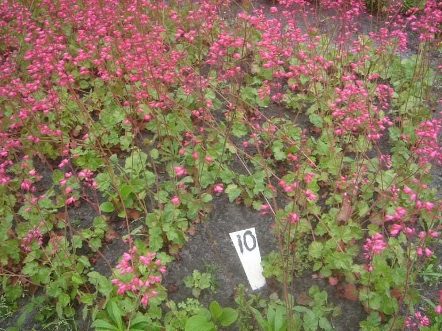 продам гейхеру Киев - изображение 9