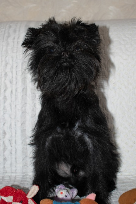 Аффенпинчер - щенки редкой породы. Affen: собака обезьянка. Дніпро - зображення 1