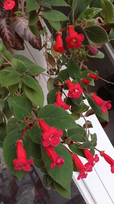 Колерия astarte цветущая с горшком Киев - изображение 5