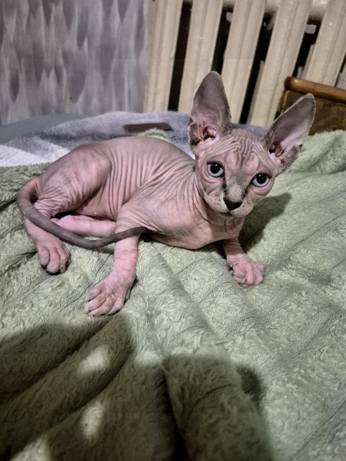 Кошеня Канадський сфінкс Одеса - зображення 4