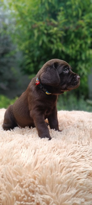 Шоколадні лабрадори Фастів - зображення 7