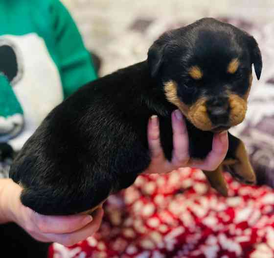 Продам ротвейлерів Київ