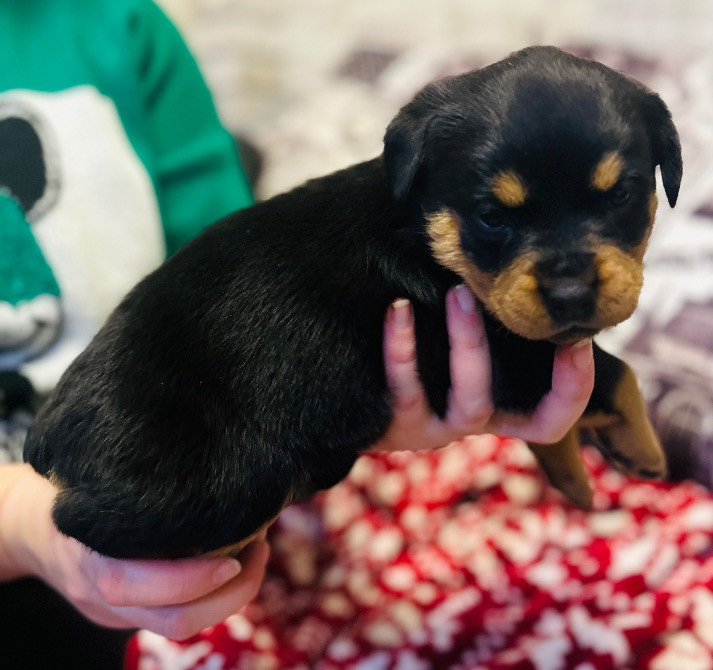 Продам ротвейлерів Київ - зображення 2