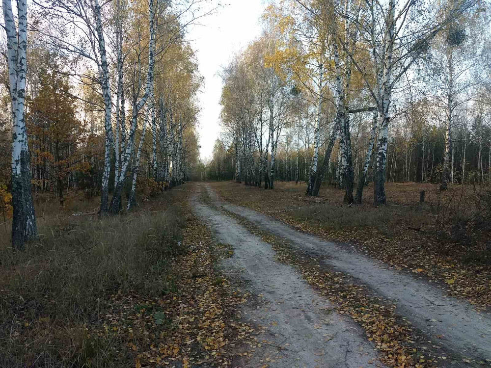 Земельный участок под садоводчество и постройку дома 12 соток в с. Дружня, Бородянского района Бородянка - зображення 11