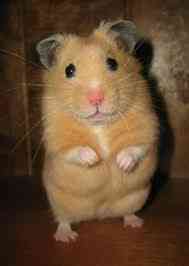 Ручні хом'ячки Київ