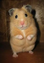 Ручні хом'ячки Київ - зображення 2