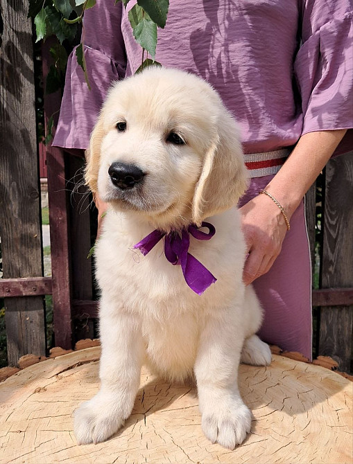 Цуценята золотистого ретрівера Київ - зображення 3