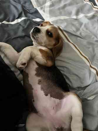 Продам чистокровного бігля Луцк