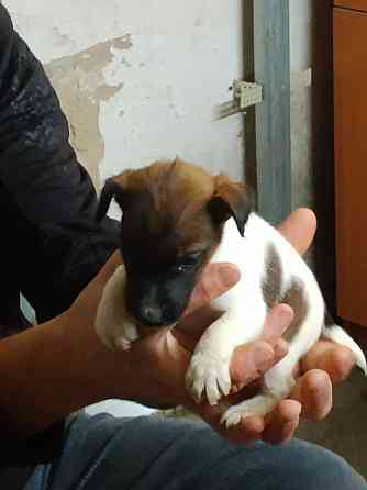 Цуценята гладкошерстого фокстер’єра Белая Церковь