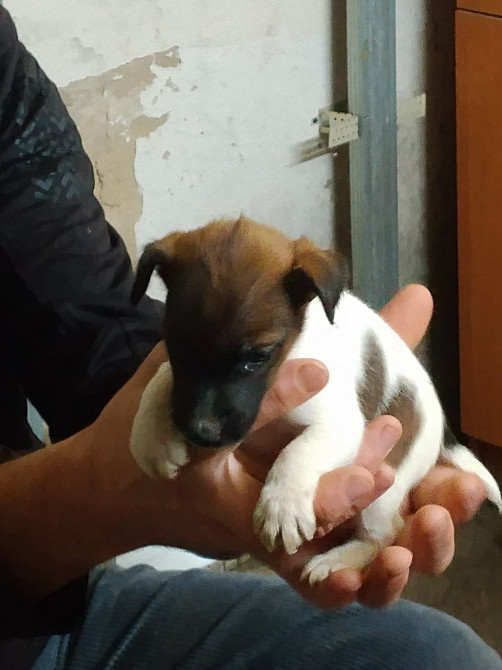 Цуценята гладкошерстого фокстер’єра Белая Церковь - изображение 1