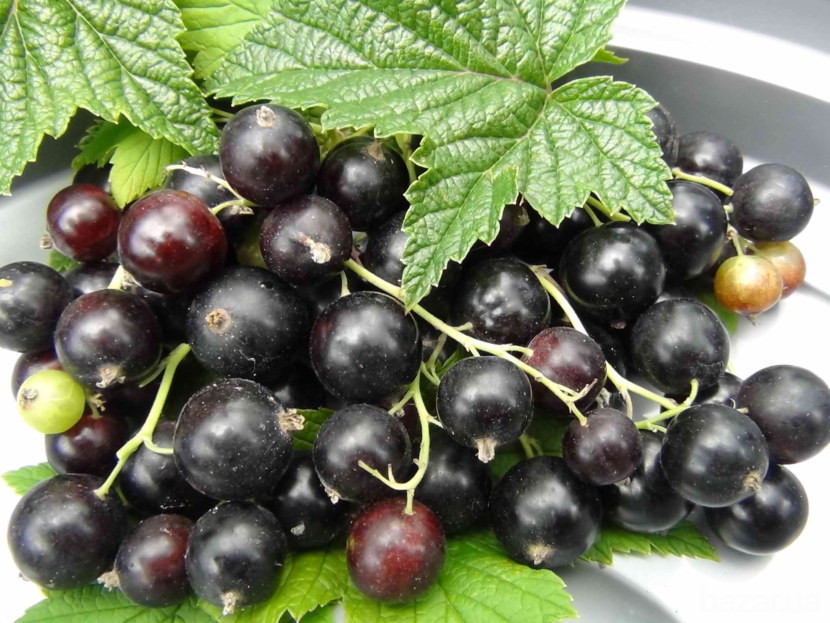 клетчатка растительная пищевая ягодная порошок чёрной смородины Киев - изображение 1